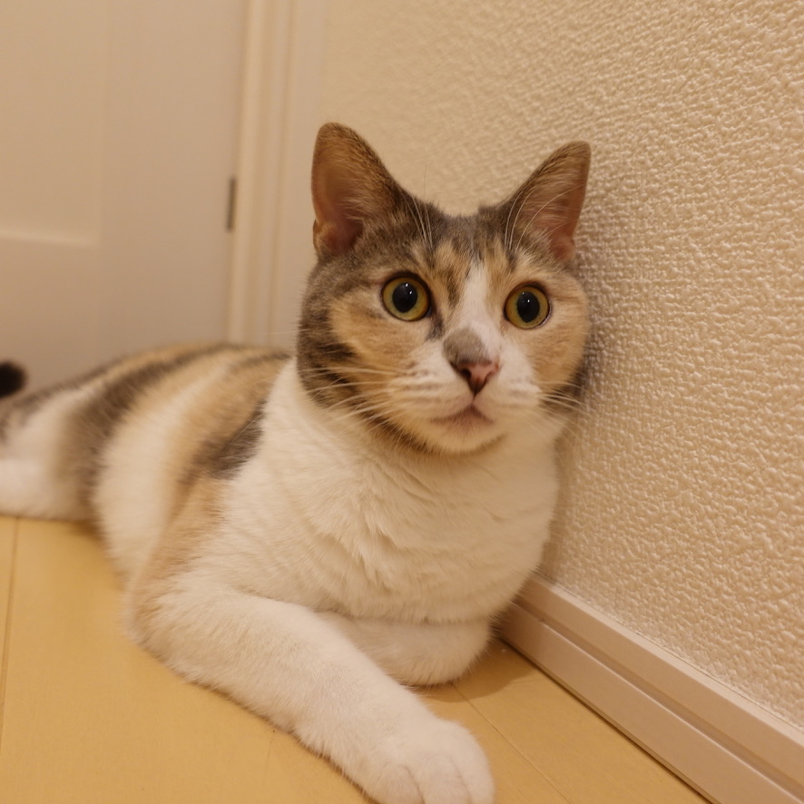こうめです
